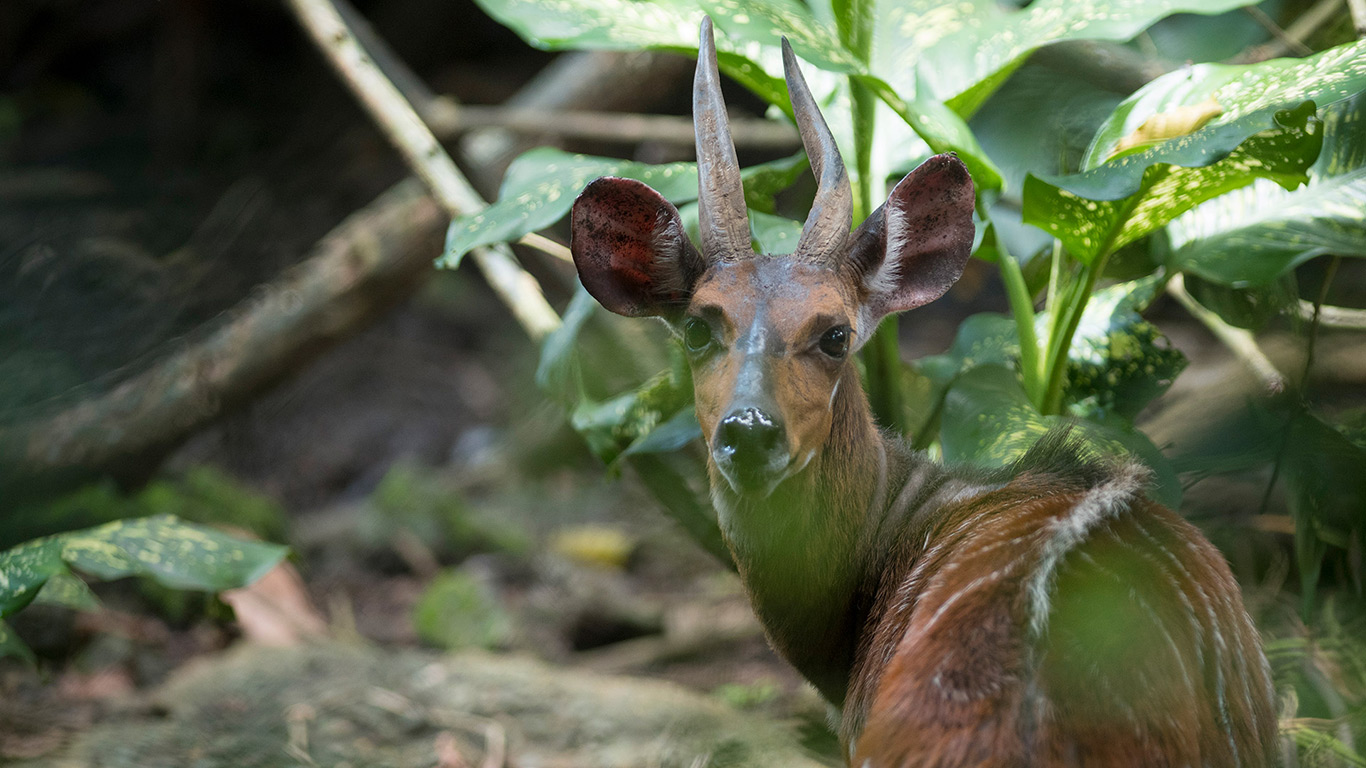 Male harnessed bushbuck, at the wild fauna Limbe Center, Cameroon, 2017