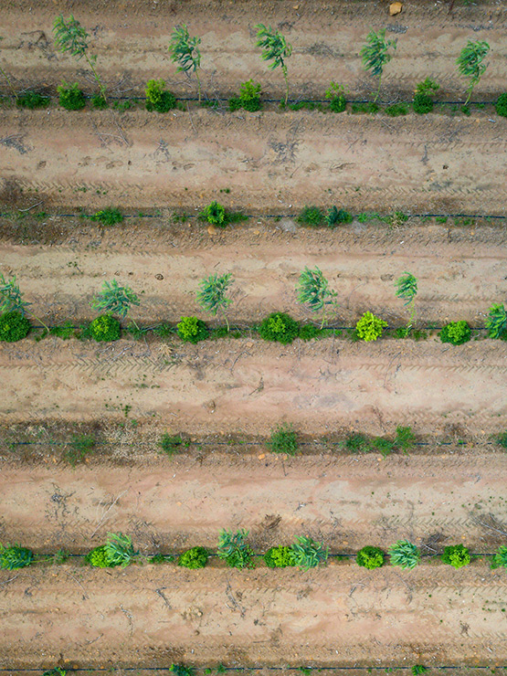 Plantation de bois de Santal vue du ciel © Charlie Bliss Creative Plantation de bois de santal