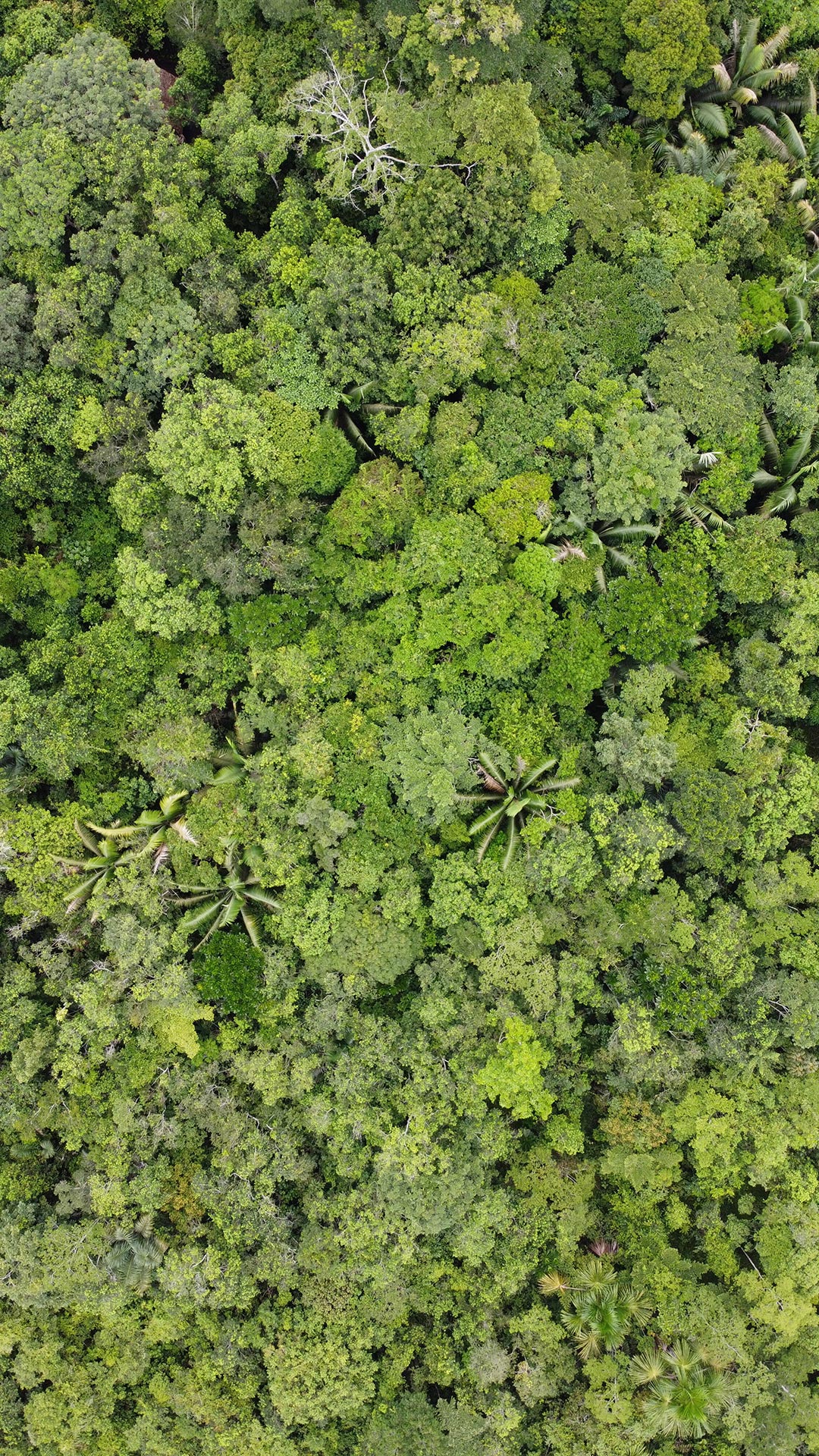 Aerial of forest in Peru. © David Geere Mangrove © David Geere