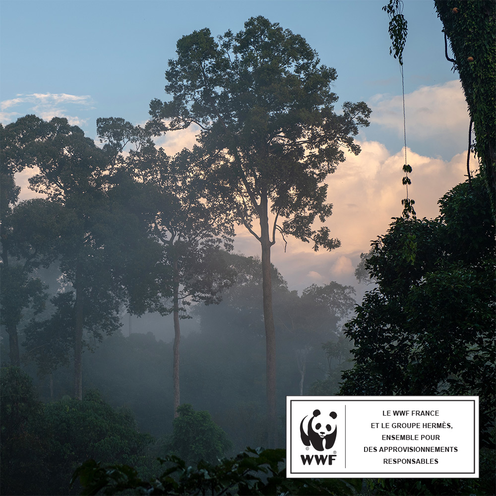 © Chris J Ratcliffe / WWF-UK