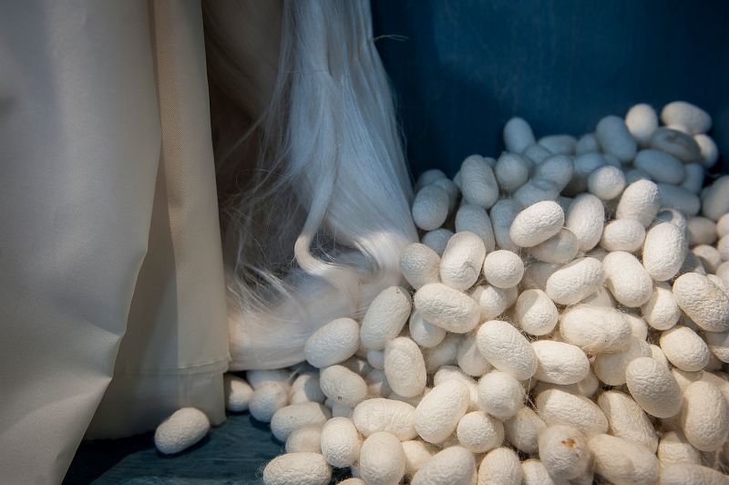 Silk cocoons © Mathieu Ridelle