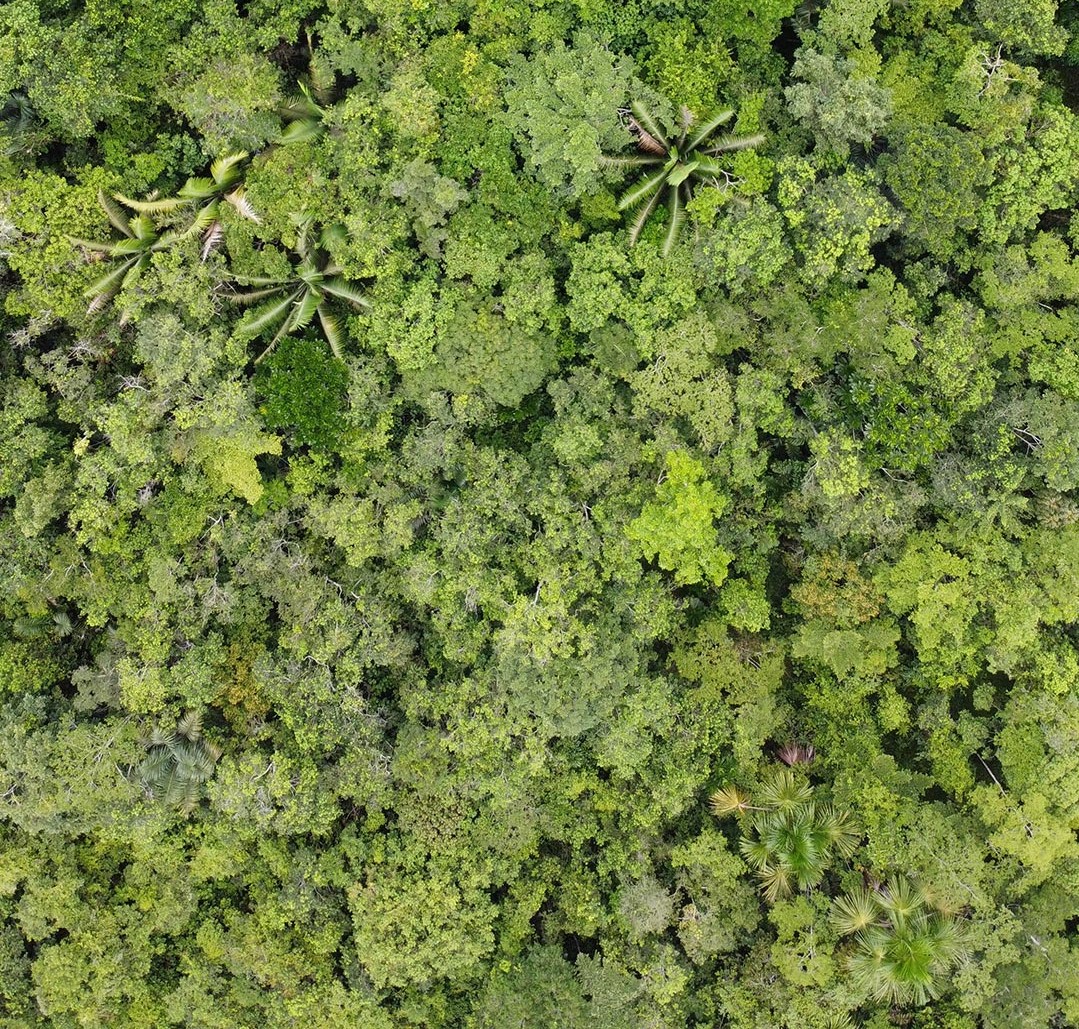 Aerial of forest in Peru. © David Geere